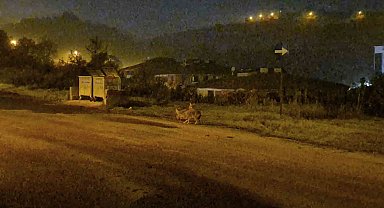 Çakallar Bartın şehir merkezini mesken tuttu