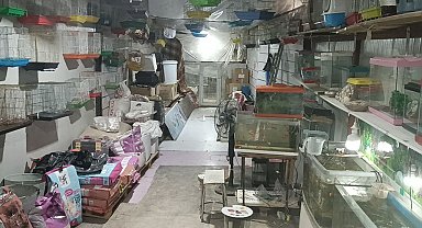 Camı kırıp 9 papağan çaldılar