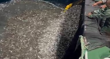 Çanakkale'de balıkçılardan örnek avcılık, yavru balıkları denize geri saldı