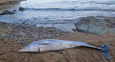 Çanakkale'de ölü yunus balığı sahile vurdu