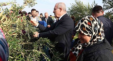 Çanakkale'de protokol ile zeytin hasadı