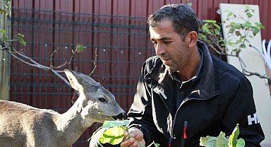 Çanakkale'de yangından kaçan karaca köyün maskotu oldu