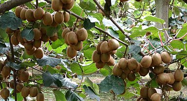Çarşamba'da kivi hasadı başladı: Hedef Türkiye birinciliği