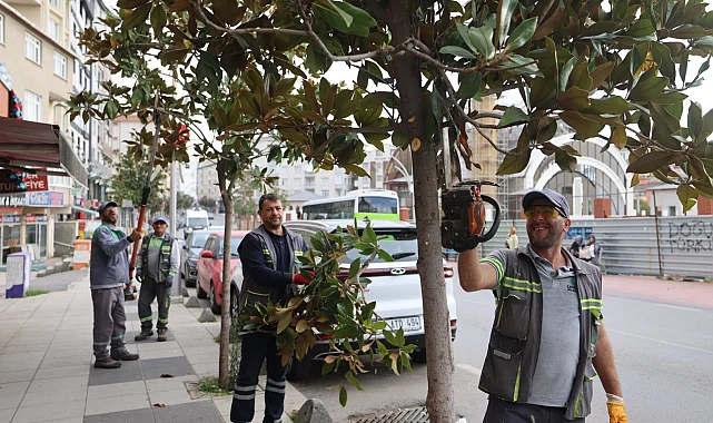 Çayırova'da mevsimlik budamalar başladı