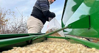 Çiftçilerin ekim mesaisi başladı, 12 bin yıllık siyez toprakla buluştu