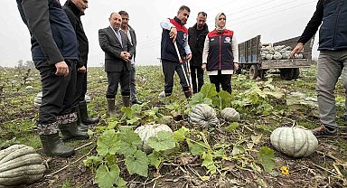 Coğrafi işaretli kestane kabağı hasadı başladı
