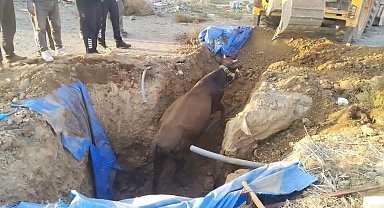 Çukura düşen büyükbaşı itfaiye kurtardı