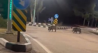 Çukurova Üniversitesi yerleşkesine sürü halinde giren domuzlar görüntülendi