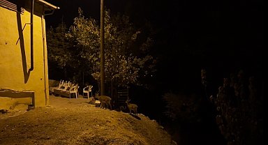 Dağ keçileri evlerin arasında yiyecek ararken görüntülendi