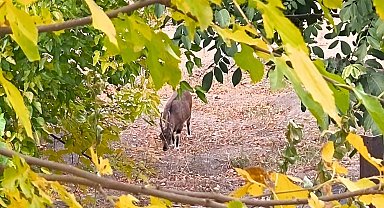 Dağ keçileri sonbahara renk kattı: Tunceli'de görsel şölen