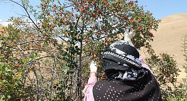 Dağların kırmızı hazinesi kuşburnu için hasat zamanı