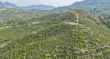 Dalaman'da 6 yıl önce dikilen fidanlar ormana dönüştü