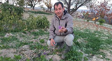 Demirci'de safran çiçeği yetiştirildi