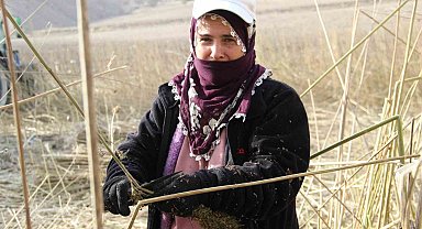 Deneme amaçlı ekilen kenevirde ilk hasat yapıldı: Çiftçiler için önemli bir gelir kapısı olabilir