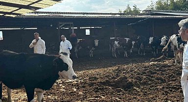 Denizli'de şap hastalığına karşı tedbirler arttırıldı