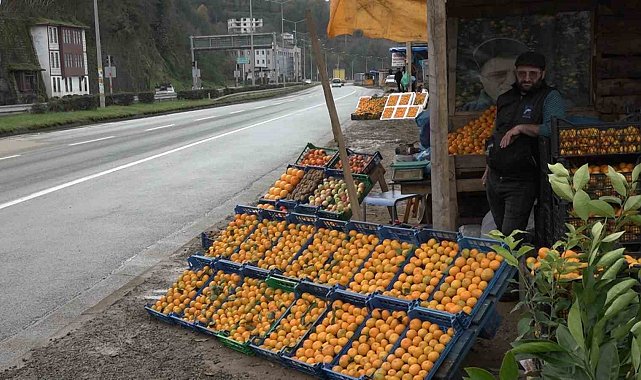 Derepazarı mandalinasında hasat başladı