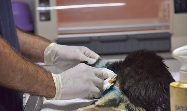 Distal oblik kırığı tespit edilen kedi 2 saatlik operasyon ile sağlığına kavuştu