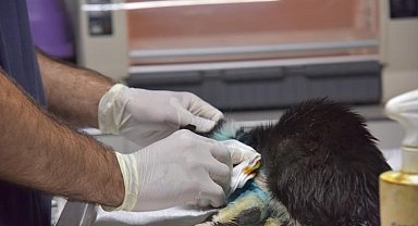 Distal oblik kırığı tespit edilen kedi 2 saatlik operasyon ile sağlığına kavuştu