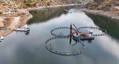 Diyarbakır'da 500 ton kapasiteli tesisten dünyaya "Mezopotamya somonu" gönderilecek