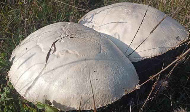 Doğada büyüyen dev mantarlar şaşkına çevirdi