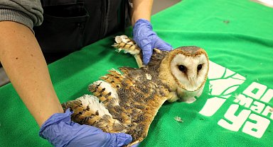 Doğanın şifası Ormanya'da: "Bu merkez yaban hayvanlarına umut oluyor"