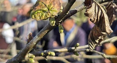 Doğru budama ile 500 metrekareden alınan fındık, 10 dönümlük bahçeden alınan fındığı solluyor
