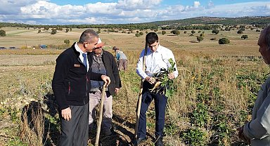 Dumlupınar Kaymakamı Teltik, şeker pancarı hasadını yerinde inceledi