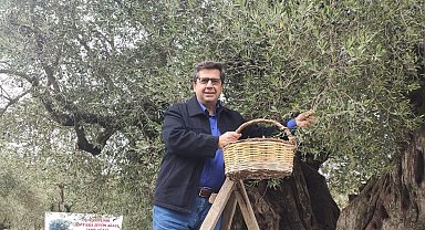 Dünya zeytin ağacı günü Manisa'da buruk geçti