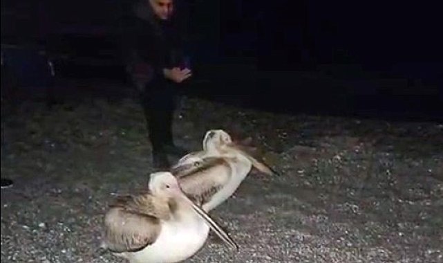 Dünyaca ünlü sahilde pelikan şaşkınlığı