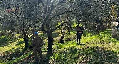 Edremit'te zeytin hırsızlığına karşı komandolar sahada