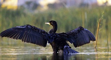 Ekşisu Sazlığı, 149 kuş türüne ev sahipliği yapıyor