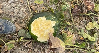 Elazığ'da bahçeler domuzlarının istilasına uğradı