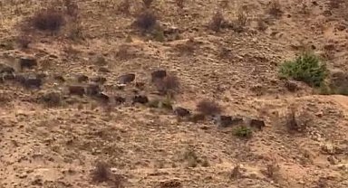 Elazığ'da domuz sürüsü görüntülendi