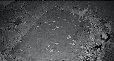 Elazığ'da evin etrafında yiyecek arayan çakal kamerada