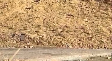 Elazığ'da nesli tükenme tehdidi altında olan dağ keçileri görüldü