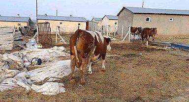 Elazığ'da şap hastalığı ve ölümler üreticiyi zorluyor