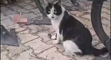 Elazığ'da yakaladığı fareyle oynayan kedi kamerada