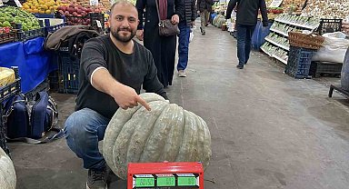 Ele avuca sığmayan 60 kiloluk bal kabağı el arabasıyla taşınıyor