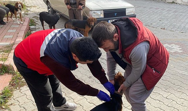 Emet'te sahipli kedi ve köpeklere mikroçip ve kuduz aşısı uygulaması