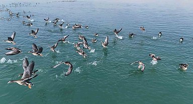 Erçek Gölü'nün yeni misafirleri küçük sakarcalar havadan görüntülendi