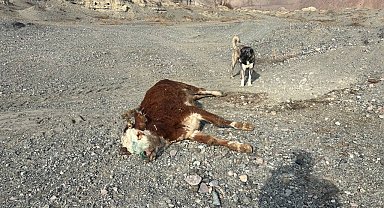 Erzincan'da tehlikeli sorumsuzluk: Şaplı hayvanlar meraya atıldı