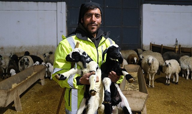 Erzincan'da yılın ilk kuzuları doğdu: Üreticilerin umudu tazelendi