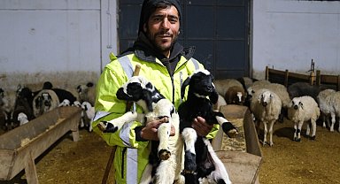 Erzincan'da yılın ilk kuzuları doğdu: Üreticilerin umudu tazelendi
