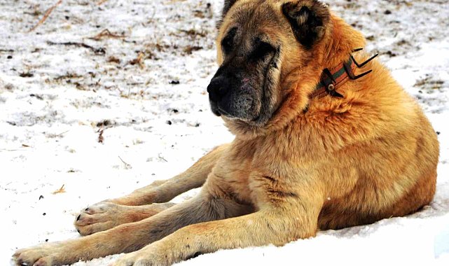 Erzurum'da bir kayıp hikâyesi
