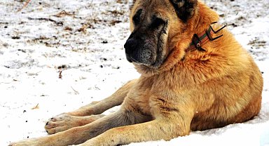 Erzurum'da bir kayıp hikâyesi