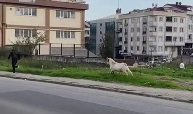 Esenyurt'ta bir keçi öğrencileri böyle kovaladı