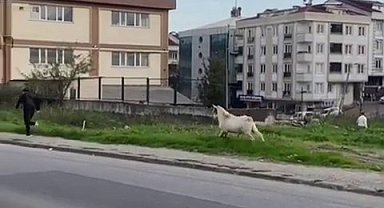 Esenyurt'ta bir keçi öğrencileri böyle kovaladı