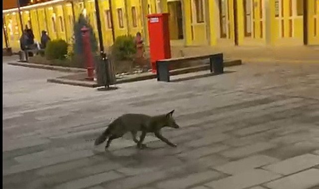 Eskişehir garında tren beklerken gördükleri tilki karşısından hayrete düştüler