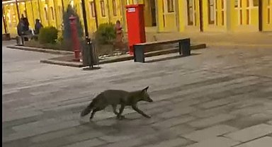 Eskişehir garında tren beklerken gördükleri tilki karşısından hayrete düştüler