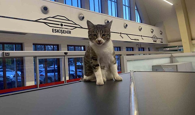 Eskişehir Tren İstasyonu'nun müdavim kedileri